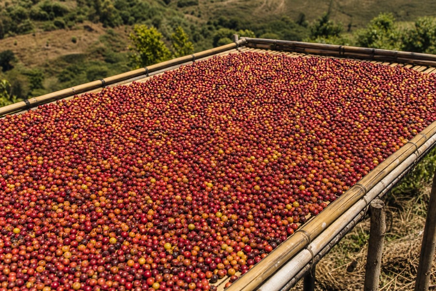 Ripe red coffee cherries drying on a raised bamboo bed at a coffee farm, mountain slope in the background.