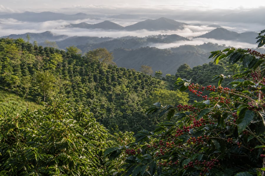 Colombian hillside covered in coffee plants with red cherries, misty valley in the background.